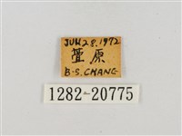 臺灣流星弄蝶藏品圖，第3張