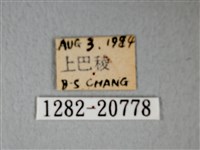 細邊琉灰蝶藏品圖，第3張