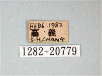 細邊琉灰蝶藏品圖，第3張