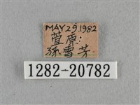 臺灣榿翠灰蝶藏品圖，第3張