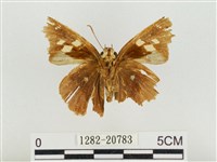 鐵色絨弄蝶藏品圖，第2張