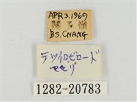 鐵色絨弄蝶藏品圖，第3張