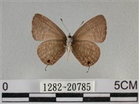 雅波灰蝶藏品圖，第2張