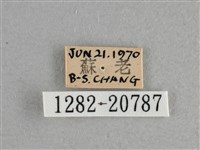 小稻弄蝶藏品圖，第3張