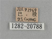 臺灣榿翠灰蝶藏品圖，第3張