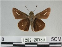 小稻弄蝶藏品圖，第1張