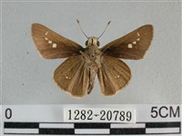 小稻弄蝶藏品圖，第2張