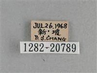 小稻弄蝶藏品圖，第3張