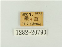 玳灰蝶藏品圖，第3張