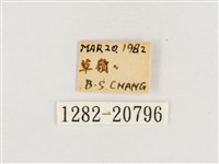 淺色眉眼蝶藏品圖，第3張