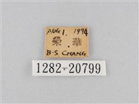 大波眼蝶藏品圖，第3張