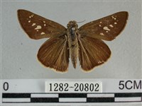 尖翅褐弄蝶藏品圖，第1張