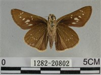 尖翅褐弄蝶藏品圖，第2張