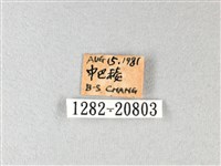 綠弄蝶藏品圖，第3張