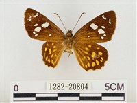 臺灣流星弄蝶藏品圖，第1張