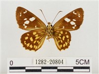 臺灣流星弄蝶藏品圖，第2張