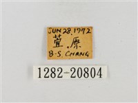 臺灣流星弄蝶藏品圖，第3張