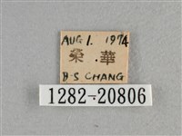 白斑弄蝶藏品圖，第3張