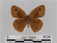 江崎波眼蝶藏品圖，第1張