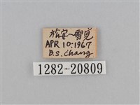 江崎波眼蝶藏品圖，第3張