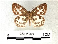 白弄蝶藏品圖，第1張