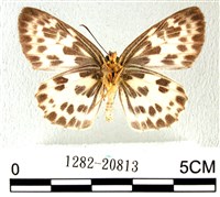 白弄蝶藏品圖，第2張