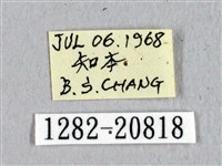 埔里星弄蝶藏品圖，第3張