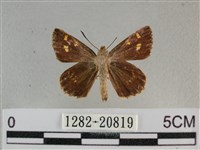 黃星弄蝶藏品圖，第1張