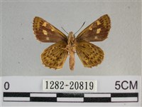 黃星弄蝶藏品圖，第2張