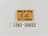 尖翅絨弄蝶藏品圖，第3張