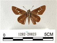 禾弄蝶藏品圖，第1張