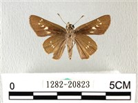 禾弄蝶藏品圖，第2張