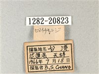 禾弄蝶藏品圖，第3張