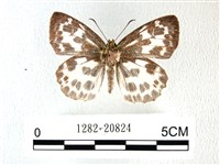 白弄蝶藏品圖，第1張