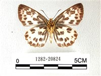 白弄蝶藏品圖，第2張