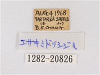 碧翠灰蝶藏品圖，第3張