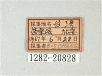 琉璃灰蝶藏品圖，第3張