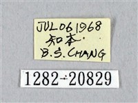 埔里星弄蝶藏品圖，第3張