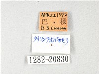 長翅弄蝶藏品圖，第3張