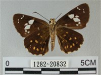 小星弄蝶藏品圖，第2張