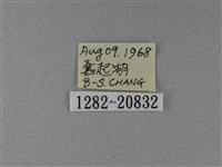 小星弄蝶藏品圖，第3張