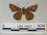 黑星弄蝶藏品圖，第1張