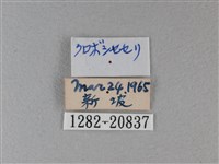 黑星弄蝶藏品圖，第3張