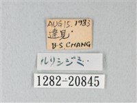 琉璃灰蝶藏品圖，第3張