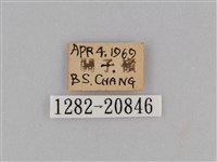 紫帶眉眼蝶藏品圖，第3張
