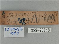 尖翅褐弄蝶藏品圖，第3張