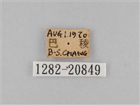 褐翅蔭眼蝶藏品圖，第3張