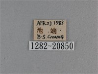 黃星弄蝶藏品圖，第3張