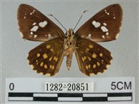 小星弄蝶藏品圖，第2張