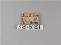 小星弄蝶藏品圖，第3張